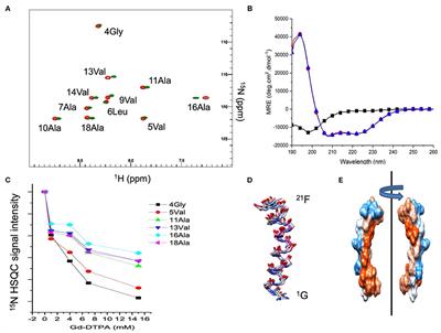 The Location of the Antimicrobial Peptide Maculatin 1.1 in Model Bacterial Membranes